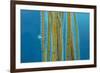 Small Stalked jellyfish attached to Bootlace weed, Cornwall-Alex Mustard-Framed Photographic Print