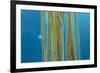 Small Stalked jellyfish attached to Bootlace weed, Cornwall-Alex Mustard-Framed Photographic Print