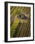 Small Stone Barn in Vineyard, Near Montalcino, Tuscany, Italy-Adam Jones-Framed Photographic Print