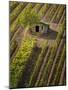 Small Stone Barn in Vineyard, Near Montalcino, Tuscany, Italy-Adam Jones-Mounted Photographic Print