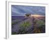 Small stone house in lavender field at sunset with a cloudy sky, Valensole, Provence, France-Francesco Fanti-Framed Photographic Print