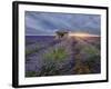 Small stone house in lavender field at sunset with a cloudy sky, Valensole, Provence, France-Francesco Fanti-Framed Photographic Print