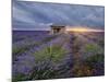 Small stone house in lavender field at sunset with a cloudy sky, Valensole, Provence, France-Francesco Fanti-Mounted Photographic Print