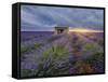 Small stone house in lavender field at sunset with a cloudy sky, Valensole, Provence, France-Francesco Fanti-Framed Stretched Canvas