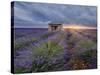 Small stone house in lavender field at sunset with a cloudy sky, Valensole, Provence, France-Francesco Fanti-Stretched Canvas