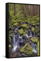 Small stream cascading through moss covered rocks, Hoh Rainforest, Olympic NP, Washington-Adam Jones-Framed Stretched Canvas
