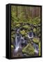 Small stream cascading through moss covered rocks, Hoh Rainforest, Olympic NP, Washington-Adam Jones-Framed Stretched Canvas