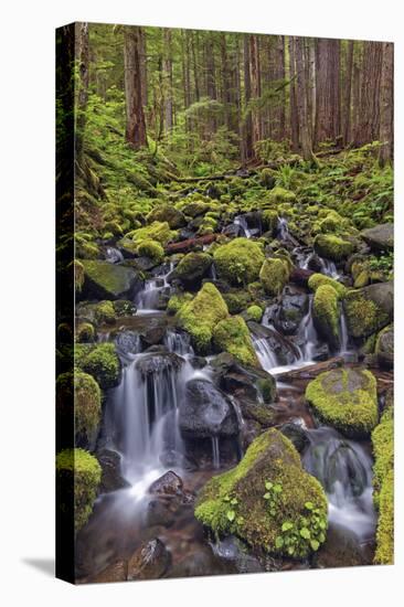 Small stream cascading through moss covered rocks, Hoh Rainforest, Olympic NP, Washington-Adam Jones-Stretched Canvas