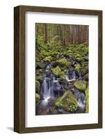 Small stream cascading through moss covered rocks, Hoh Rainforest, Olympic NP, Washington-Adam Jones-Framed Photographic Print