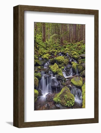 Small stream cascading through moss covered rocks, Hoh Rainforest, Olympic NP, Washington-Adam Jones-Framed Photographic Print