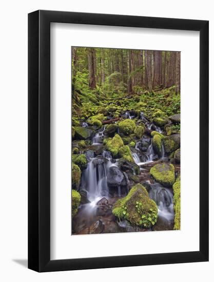 Small stream cascading through moss covered rocks, Hoh Rainforest, Olympic NP, Washington-Adam Jones-Framed Photographic Print