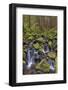 Small stream cascading through moss covered rocks, Hoh Rainforest, Olympic NP, Washington-Adam Jones-Framed Photographic Print