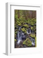 Small stream cascading through moss covered rocks, Hoh Rainforest, Olympic NP, Washington-Adam Jones-Framed Photographic Print