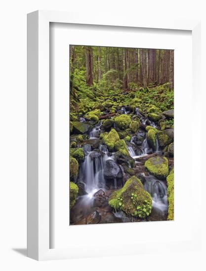 Small stream cascading through moss covered rocks, Hoh Rainforest, Olympic NP, Washington-Adam Jones-Framed Photographic Print