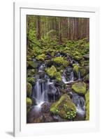 Small stream cascading through moss covered rocks, Hoh Rainforest, Olympic NP, Washington-Adam Jones-Framed Photographic Print