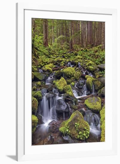 Small stream cascading through moss covered rocks, Hoh Rainforest, Olympic NP, Washington-Adam Jones-Framed Photographic Print