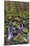 Small stream cascading through moss covered rocks, Hoh Rainforest, Olympic NP, Washington-Adam Jones-Mounted Photographic Print