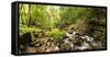 Small stream flowing through a densely covered forest in the Magoebaskloof, Tzaneen, Limpopo Pro...-null-Framed Stretched Canvas
