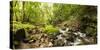 Small stream flowing through a densely covered forest in the Magoebaskloof, Tzaneen, Limpopo Pro...-null-Stretched Canvas