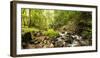 Small stream flowing through a densely covered forest in the Magoebaskloof, Tzaneen, Limpopo Pro...-null-Framed Photographic Print