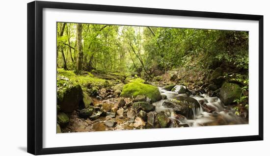 Small stream flowing through a densely covered forest in the Magoebaskloof, Tzaneen, Limpopo Pro...-null-Framed Photographic Print