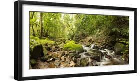Small stream flowing through a densely covered forest in the Magoebaskloof, Tzaneen, Limpopo Pro...-null-Framed Photographic Print