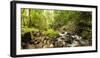 Small stream flowing through a densely covered forest in the Magoebaskloof, Tzaneen, Limpopo Pro...-null-Framed Photographic Print