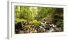 Small stream flowing through a densely covered forest in the Magoebaskloof, Tzaneen, Limpopo Pro...-null-Framed Photographic Print