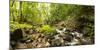 Small stream flowing through a densely covered forest in the Magoebaskloof, Tzaneen, Limpopo Pro...-null-Mounted Photographic Print