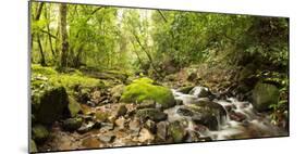 Small stream flowing through a densely covered forest in the Magoebaskloof, Tzaneen, Limpopo Pro...-null-Mounted Photographic Print