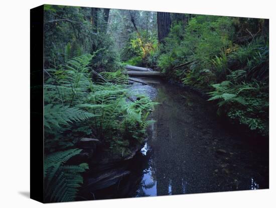 Small Stream Flowing Through Redwoods National and State Parks, California-null-Stretched Canvas