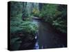 Small Stream Flowing Through Redwoods National and State Parks, California-null-Stretched Canvas