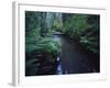 Small Stream Flowing Through Redwoods National and State Parks, California-null-Framed Photographic Print