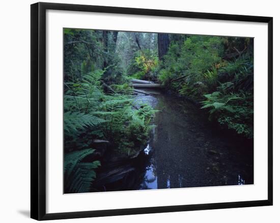 Small Stream Flowing Through Redwoods National and State Parks, California-null-Framed Photographic Print