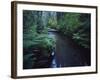 Small Stream Flowing Through Redwoods National and State Parks, California-null-Framed Photographic Print