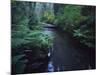 Small Stream Flowing Through Redwoods National and State Parks, California-null-Mounted Photographic Print