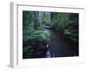 Small Stream Flowing Through Redwoods National and State Parks, California-null-Framed Photographic Print