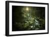 Small Stream in a Forest at Sunset, Pirin National Park, Bulgaria-null-Framed Photographic Print