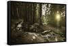 Small Stream in a Forest at Sunset, Pirin National Park, Bulgaria-null-Framed Stretched Canvas