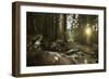 Small Stream in a Forest at Sunset, Pirin National Park, Bulgaria-null-Framed Photographic Print