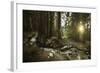 Small Stream in a Forest at Sunset, Pirin National Park, Bulgaria-null-Framed Photographic Print