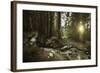 Small Stream in a Forest at Sunset, Pirin National Park, Bulgaria-null-Framed Photographic Print