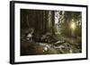 Small Stream in a Forest at Sunset, Pirin National Park, Bulgaria-null-Framed Photographic Print