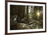 Small Stream in a Forest at Sunset, Pirin National Park, Bulgaria-null-Framed Photographic Print