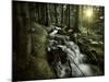 Small Stream in a Forest at Sunset, Pirin National Park, Bulgaria-null-Mounted Photographic Print