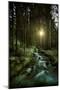 Small Stream in a Forest at Sunset, Pirin National Park, Bulgaria-null-Mounted Photographic Print