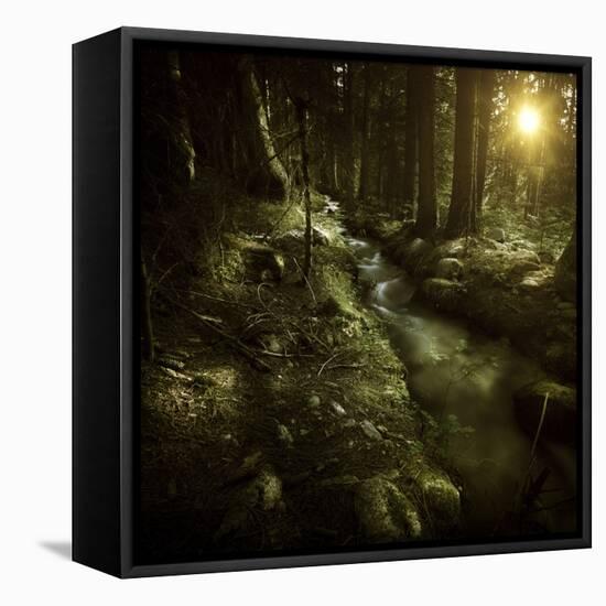 Small Stream in a Forest at Sunset, Pirin National Park, Bulgaria-null-Framed Stretched Canvas