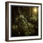 Small Stream in a Forest at Sunset, Pirin National Park, Bulgaria-null-Framed Photographic Print