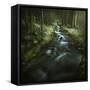 Small Stream in a Forest, Pirin National Park, Bansko, Bulgaria-null-Framed Stretched Canvas