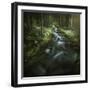 Small Stream in a Forest, Pirin National Park, Bansko, Bulgaria-null-Framed Photographic Print